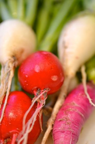 radish11