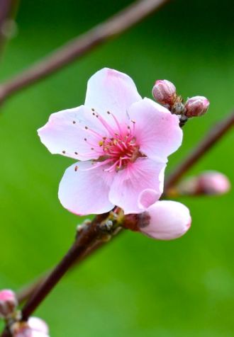 This is a peach blossom!