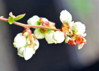 Blueberry blossom.