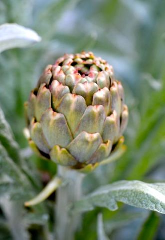 A different kind of flower.