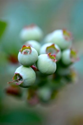 Blueberries in a week.