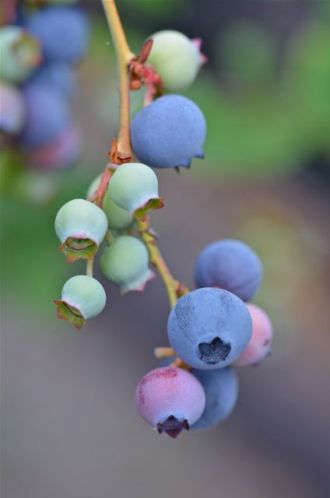 Blueberries. They were good.