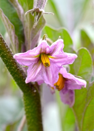 Eggplant blossom.
