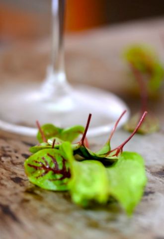 Love that red-veined sorrel...